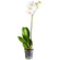 White Phalaenopsis orchid in a pot. Varna